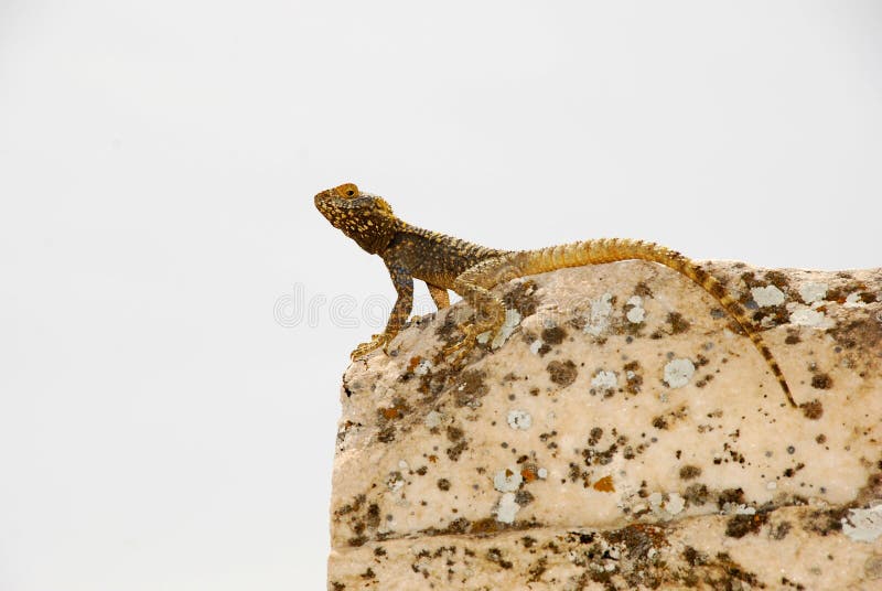 Lizard on a stone