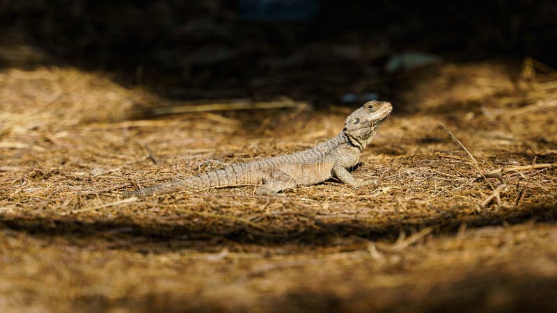 Lizard in the forest. Wildlife of Cyprus.`s hand controls the tablet. Blurred background. Lizard in the sun. Lizard in the forest. Wildlife of Cyprus royalty free stock image Lizard in the forest. Wildlife of Cyprus.`s hand controls the tablet. Blurred background. Lizard in the sun. Lizard in the forest. Wildlife of Cyprus royalty free stock image