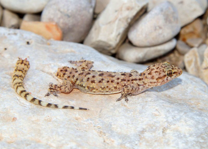 Lizard tail loss - Mediterranean Gecko, Hemidactylus turcicus, shortly after dropping its tail to avoid a predator. Regenerate stock images, royalty-free photos and pictures