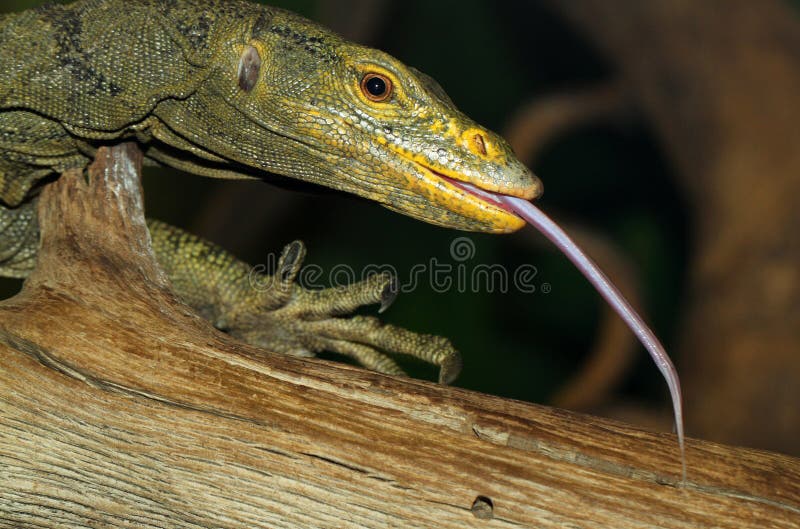 Lizard Tongue