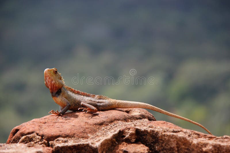 Lizard on Top of the Lion Rock / Sri Lanka Stock Image - Image of forest,  plant: 142939851
