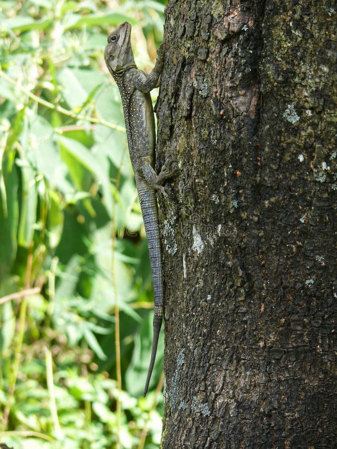 Lizard on tree, Nepal stock photos Lizard on tree, Nepal stock photos