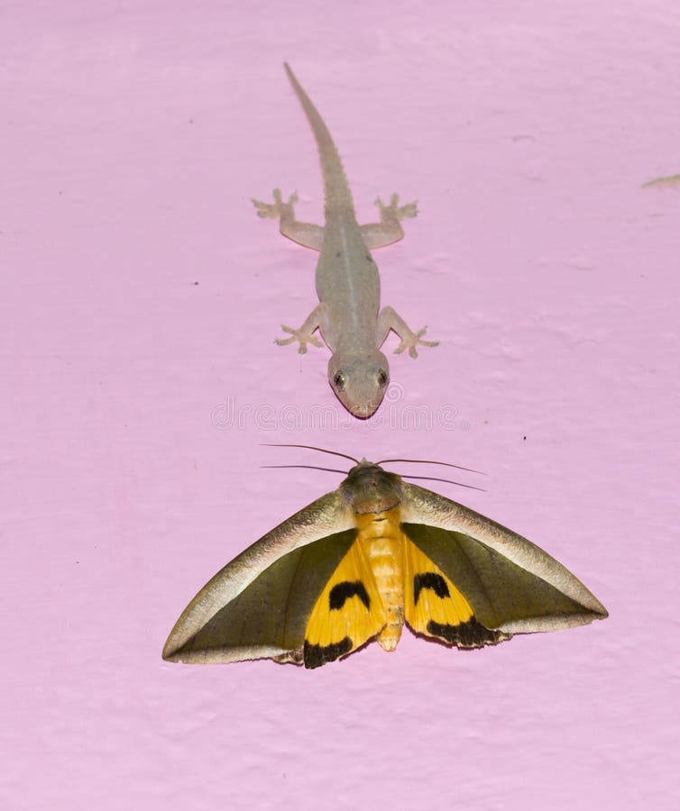 lizard eating insect