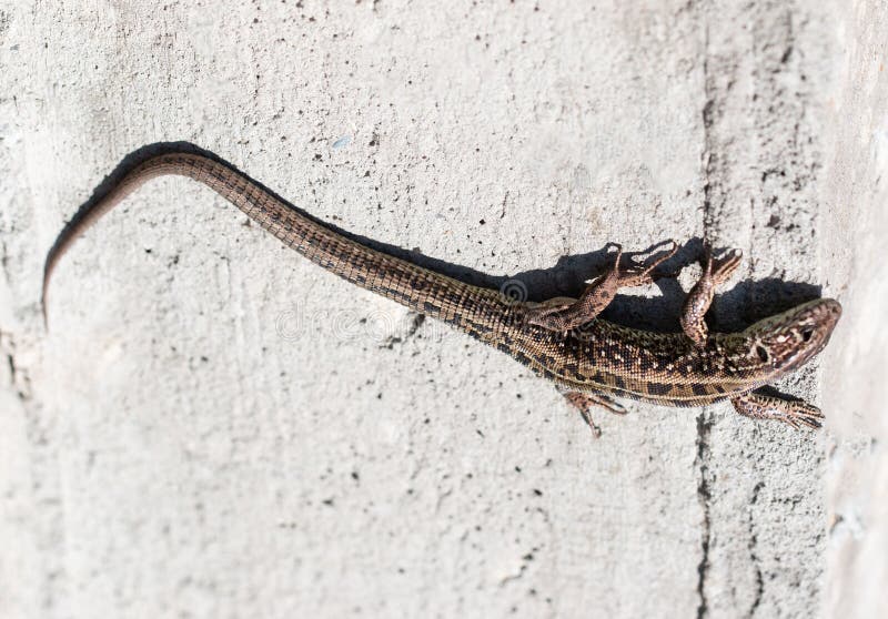 Gray lizard on the wall royalty free stock photography
