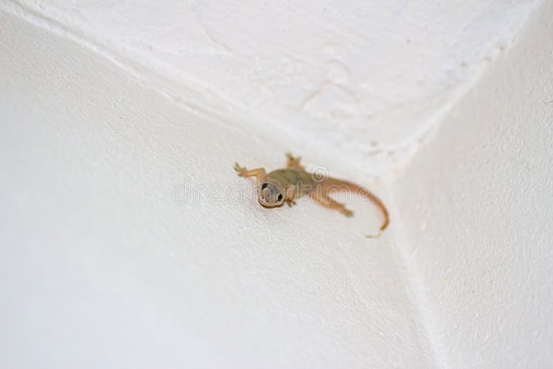 Lizard in wall stock image. Image of common, hold, house - 25814007