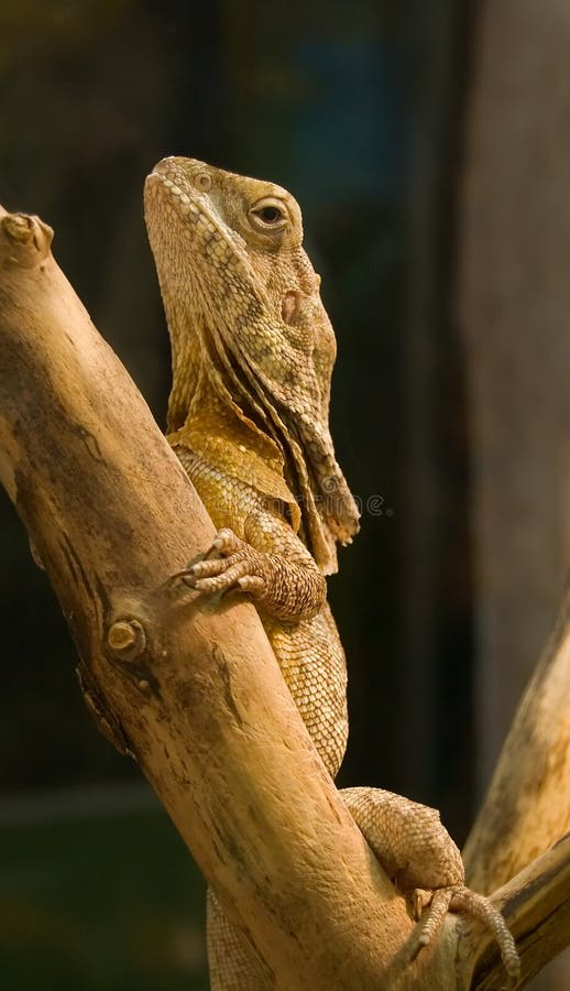 Lizard on a wood.