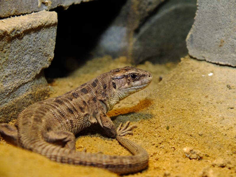 Lizards Live in a Terrarium. Sand Lizard Stock Image Image of tourism