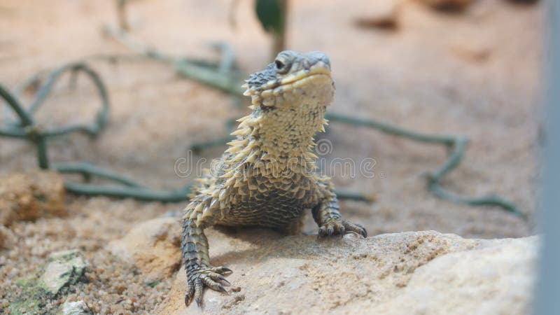 Lizerd do agamá que olha curioso no animal do deserto do sol imagens de stock Lizerd do agamá que olha curioso no animal do deserto do sol imagens de stock