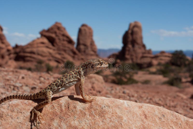 Lizzard enjoying the sun