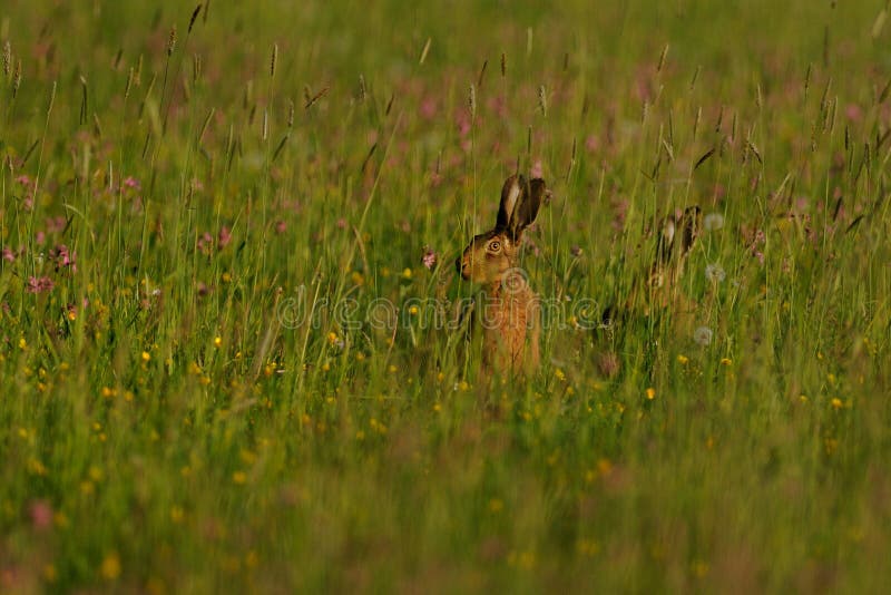 Lièvres dans la prairie photographie stock Lièvres dans la prairie photographie stock