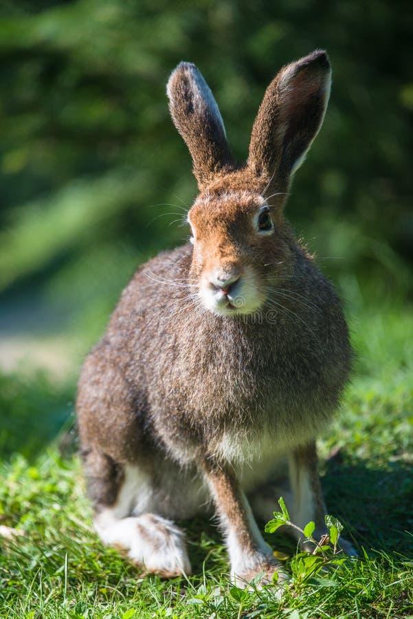 Lièvres de montagne (lat. Timidus de Lepus) photo stock Lièvres de montagne (lat. Timidus de Lepus) photo stock