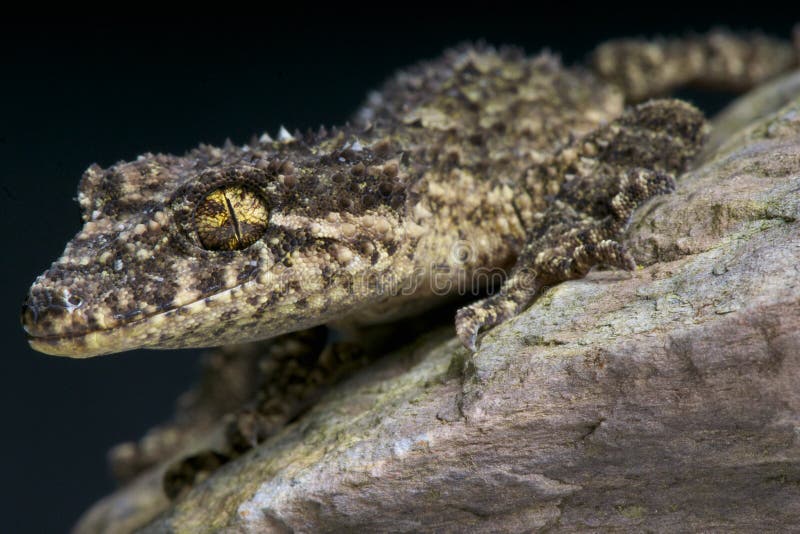 The Australian Leaf tail gecko is a spectacular master of camouflage found only in Australia. The Australian Leaf tail gecko is a spectacular master of camouflage found only in Australia.