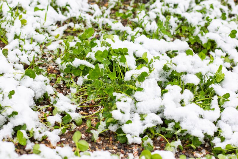 Liście Clover w śniegu wykazujące sezonowy kontrast obrazy stock