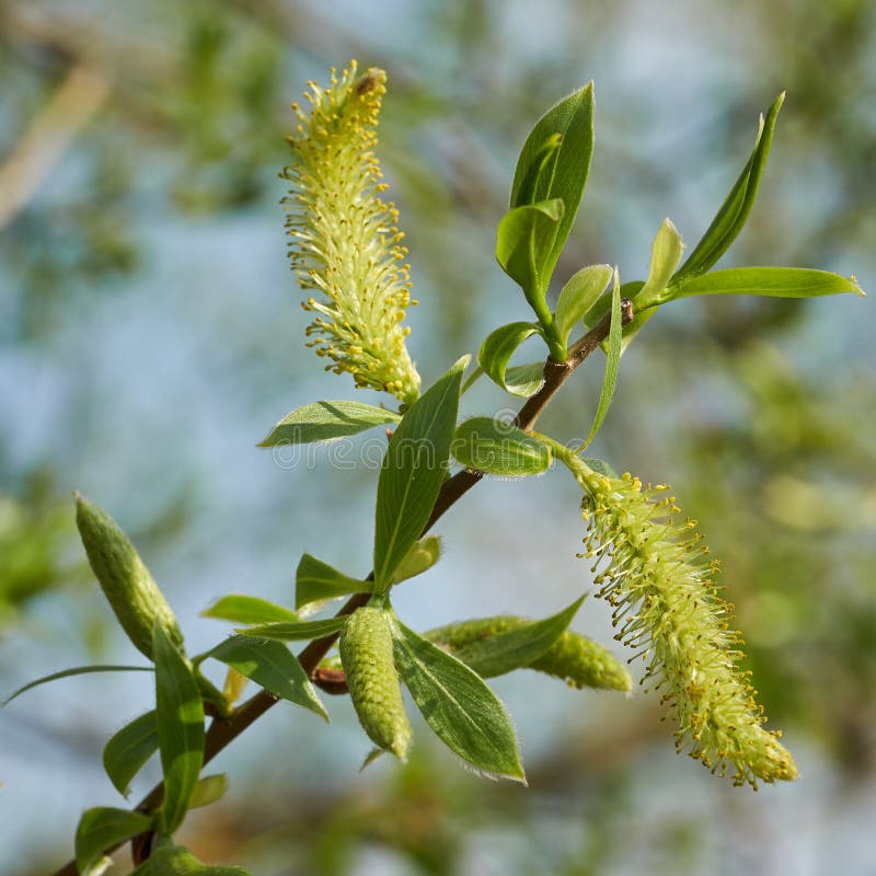 Liście i kwitnienie wierzby białej Salix alba