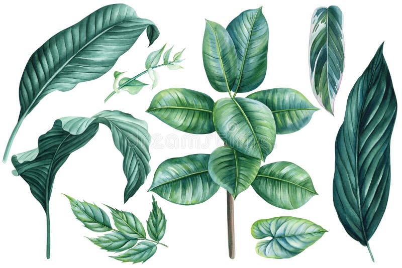Liście izolowane na biało. liście tropikalne. ręcznie rysowany akwarela ilustracja zielona roślina clipart ficus i liść palmowy ilustracja wektor