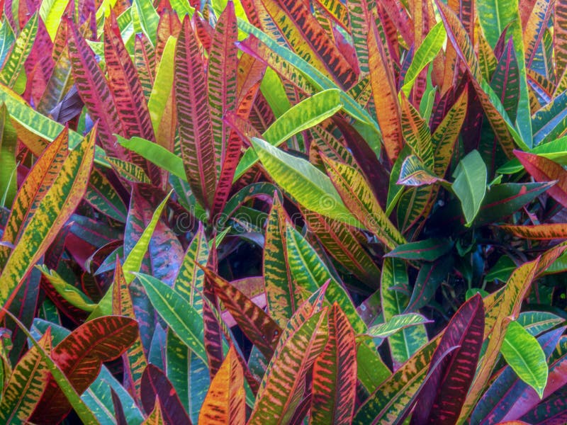 Liście jadowita croton petra roślina zdjęcia stock Liście jadowita croton petra roślina zdjęcia stock