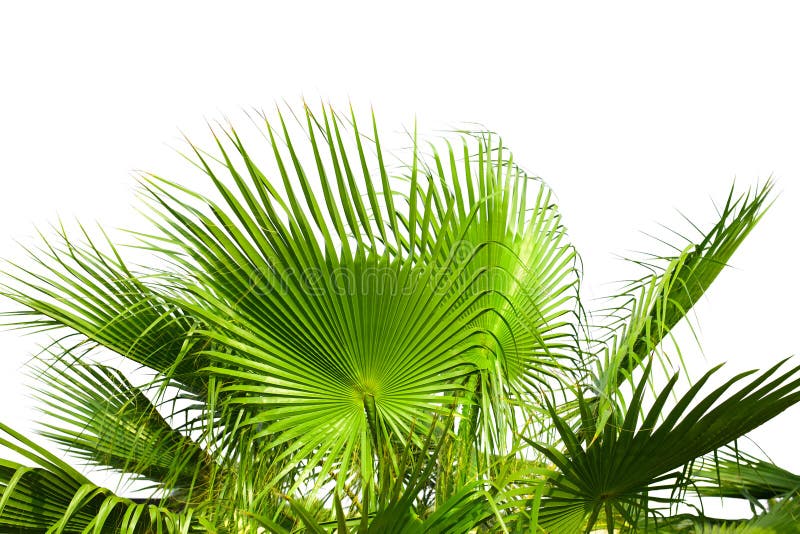 Liście odizolowywający na bielu drzewko palmowe