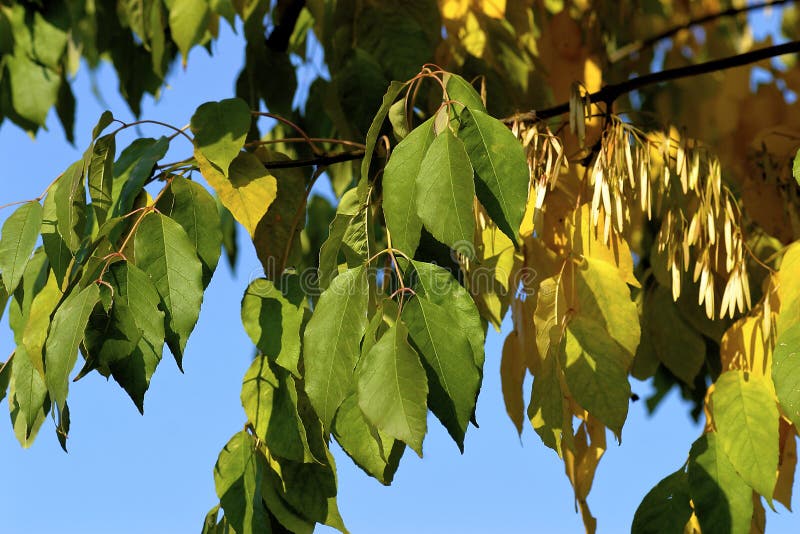 Green Ash leaves and samara keys growing in Arlington Heights Illinois   603077   Fraxinus pennsylvanica var. subintegerrima. Green Ash leaves and samara keys growing in Arlington Heights Illinois   603077   Fraxinus pennsylvanica var. subintegerrima