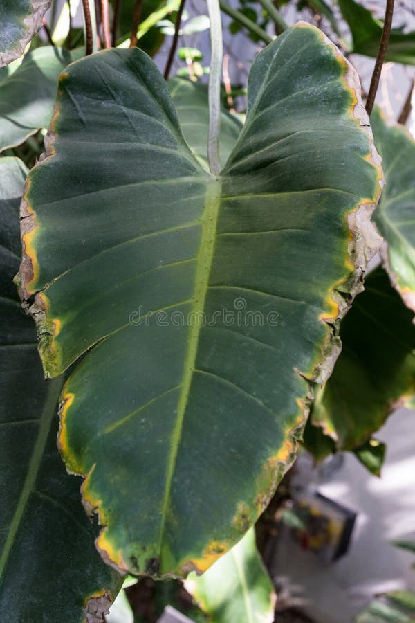 Liść filodendronu corcovadense araceae od Brazil obraz stock Liść filodendronu corcovadense araceae od Brazil obraz stock
