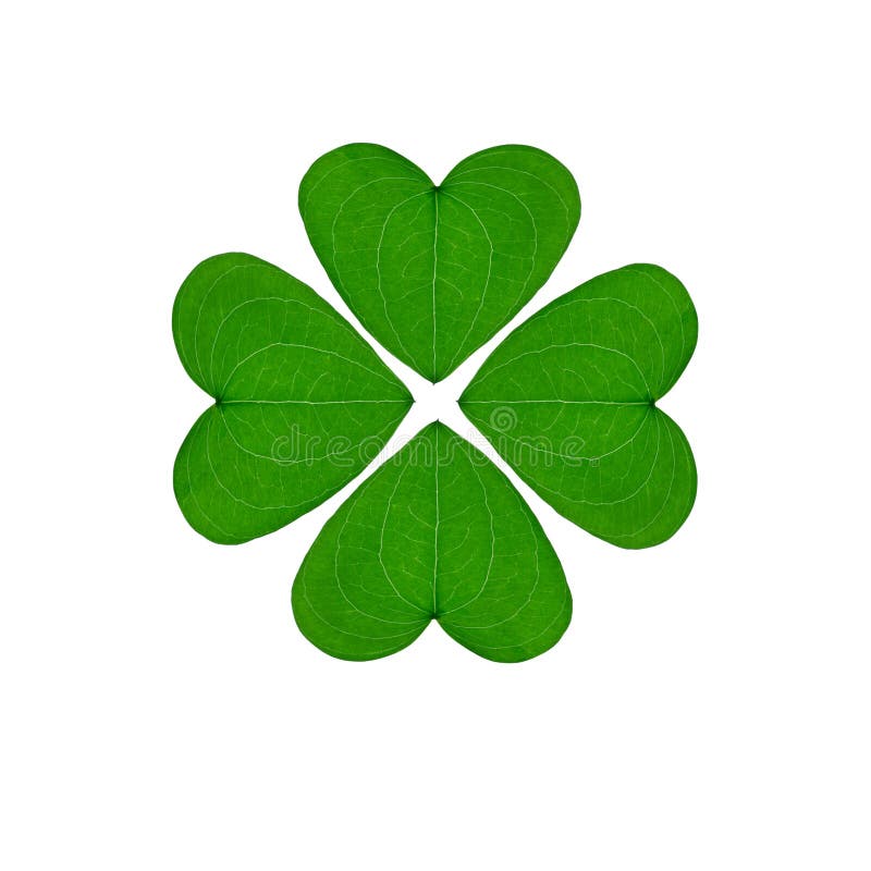 Greem four-leaf clover, an good luck charm on a white background. Greem four-leaf clover, an good luck charm on a white background