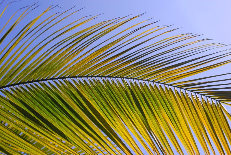 Liść palma