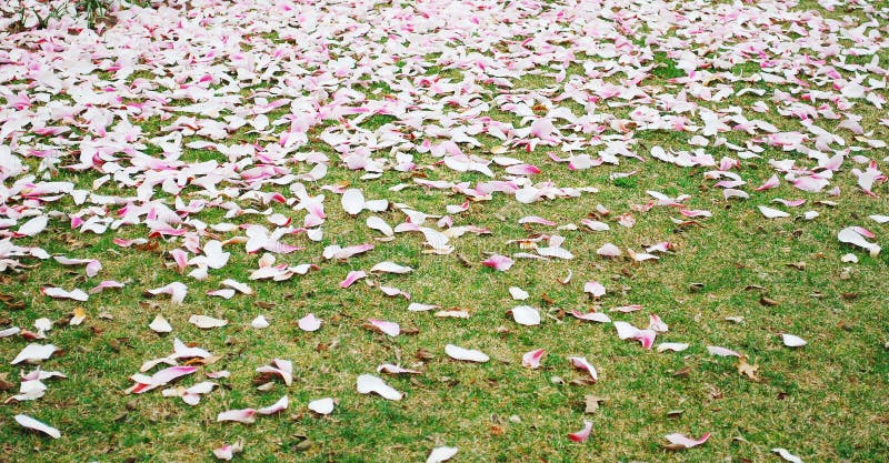 liść spadać magnolia fotografia royalty free liść spadać magnolia fotografia royalty free
