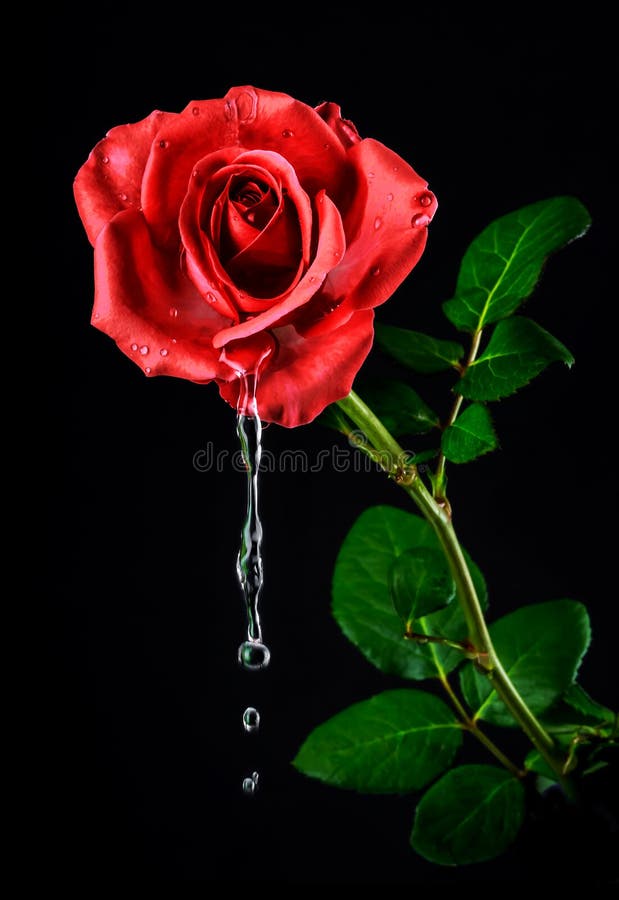 Red rose with water drops, isolated on a black background. Red rose with water drops, isolated on a black background