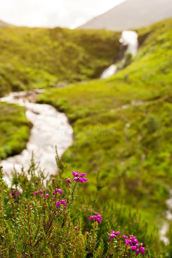 Ljungblommor och vattenfall på ön av Skye fotografering för bildbyråer Ljungblommor och vattenfall på ön av Skye fotografering för bildbyråer