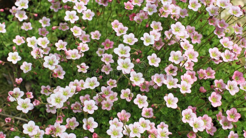 Ljus blommamossa arkivbilder Ljus blommamossa arkivbilder