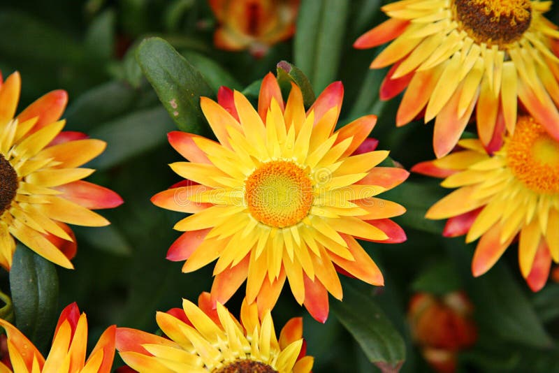 Ljus blommayellow arkivfoto