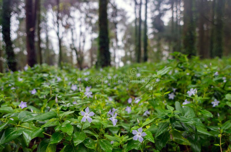 Beautiful mystical forest / park / garden with light blue flowers ( Vinca minor ), during foggy day. Beautiful mystical forest / park / garden with light blue flowers ( Vinca minor ), during foggy day.