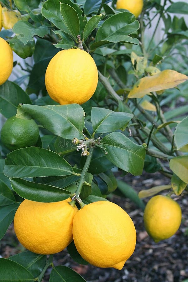 Ljus citronmeyer yellow fotografering för bildbyråer