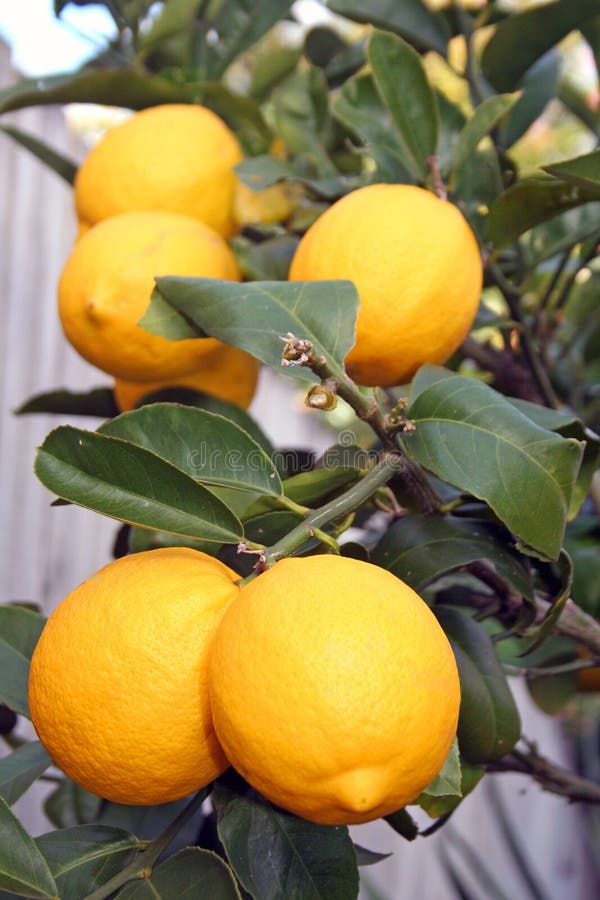 Ljus citronmeyer yellow arkivfoto