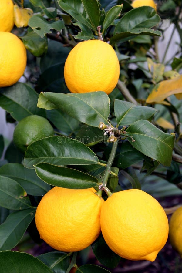 Ljus citronmeyer yellow royaltyfri fotografi