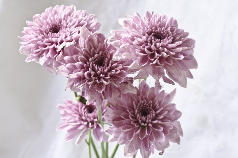 Ljus - den purpurfärgade krysantemumet blommar på grungy vit royaltyfri bild Ljus - den purpurfärgade krysantemumet blommar på grungy vit royaltyfri bild
