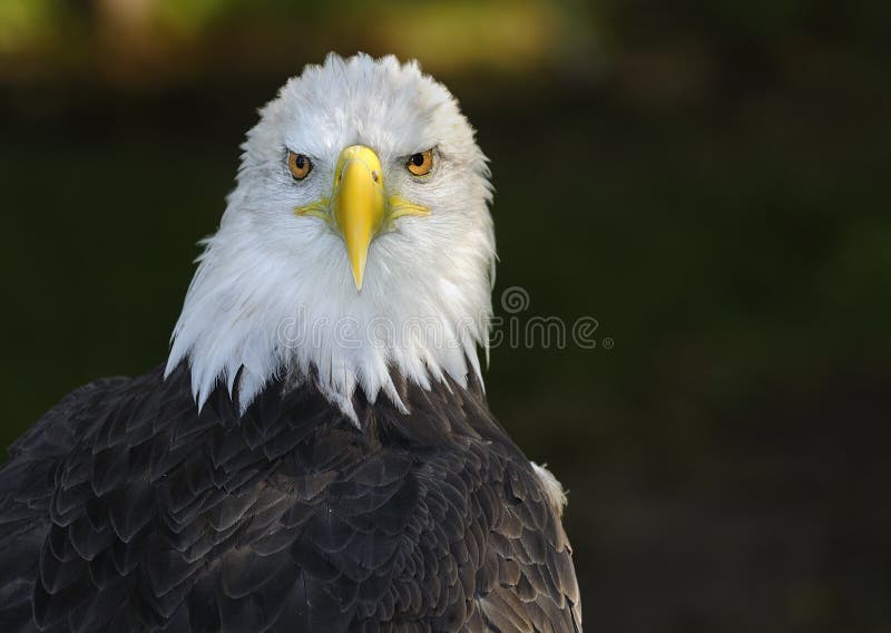 American Bald Eagle (Haliaeetus leucocephalus) Straight on Glare - horizontal, copy space right - captive bird. American Bald Eagle (Haliaeetus leucocephalus) Straight on Glare - horizontal, copy space right - captive bird