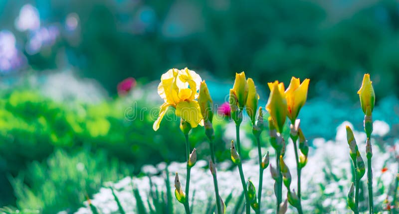 Ljus genomdränkt suddig blom- bakgrund Rabatt med blommande trädgårds- gul svärdslilja Blom- färgrikt härligt baner för sommar fotografering för bildbyråer Ljus genomdränkt suddig blom- bakgrund Rabatt med blommande trädgårds- gul svärdslilja Blom- färgrikt härligt baner för sommar fotografering för bildbyråer