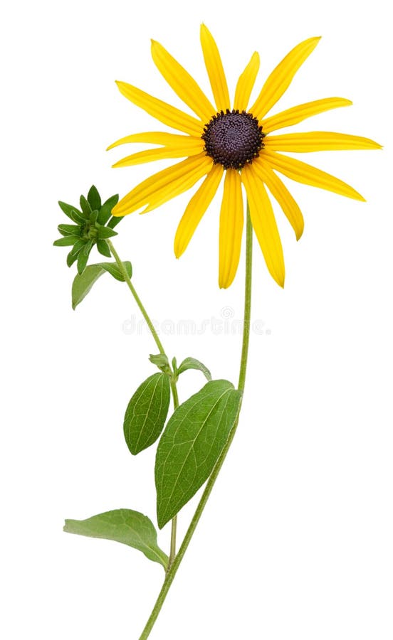 Ljus gul rudbeckia eller svart synade Susan blommar royaltyfria bilder
