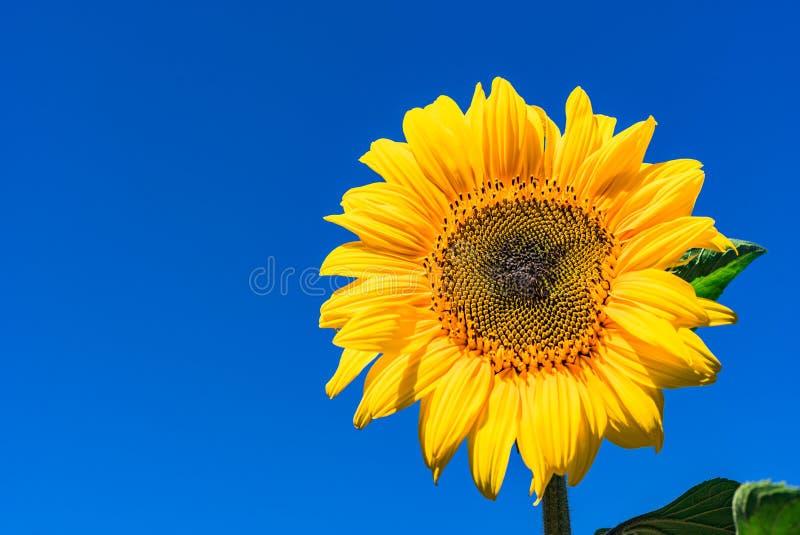 Ljus gul solros mot blå himmel arkivbild Ljus gul solros mot blå himmel arkivbild