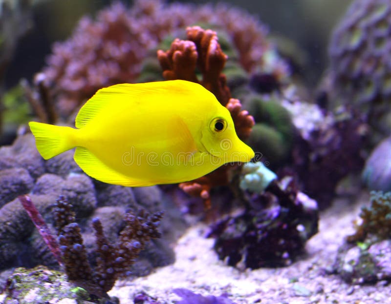 Ljus gul tropisk fisksimning royaltyfri fotografi Ljus gul tropisk fisksimning royaltyfri fotografi