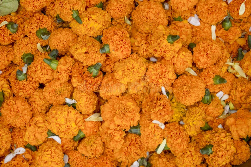 Ljus ny orange blommaringblomma i en högnärbild naturlig yttersidatextur arkivfoto Ljus ny orange blommaringblomma i en högnärbild naturlig yttersidatextur arkivfoto