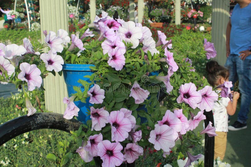 Ljus - purpurfärgade blommor i Dubai mirakelträdgård royaltyfria bilder Ljus - purpurfärgade blommor i Dubai mirakelträdgård royaltyfria bilder