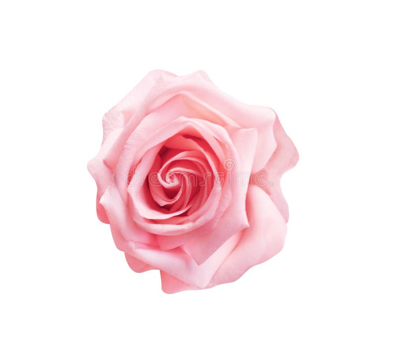 Ljus - rosa f? rger steg blommor som blommar den b? sta sikten som isolerades p? vit bakgrund med urklippbanan, naturmodeller arkivfoton