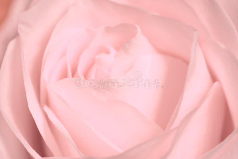Ljus - rosa färgrosslut upp av en blommande blomma - blom- bakgrund för makrofotografibegrepp arkivbilder Ljus - rosa färgrosslut upp av en blommande blomma - blom- bakgrund för makrofotografibegrepp arkivbilder