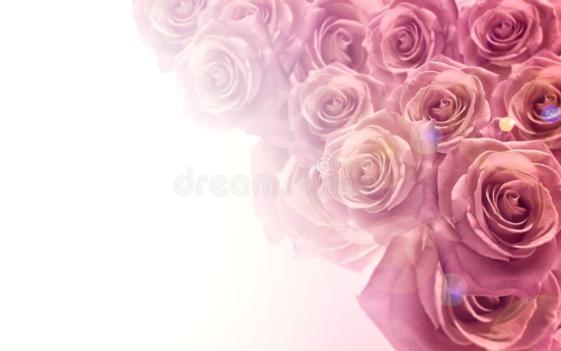 Ljus - rosa rosor i mjuk färg- och suddighetsstil för bakgrund bröllop för rengöringsduk för mall för sida för bakgrundskorthälsn arkivbilder Ljus - rosa rosor i mjuk färg- och suddighetsstil för bakgrund bröllop för rengöringsduk för mall för sida för bakgrundskorthälsn arkivbilder