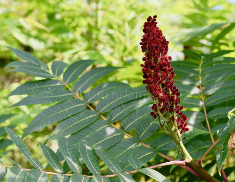 Ljus röd bära frukt kropp och gröna sidor av staghornsumac arkivfoton Ljus röd bära frukt kropp och gröna sidor av staghornsumac arkivfoton