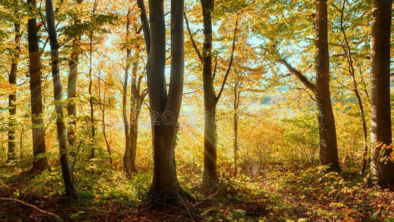 Ljus skog för bokträdträd med sunburst och guld- sidor royaltyfri fotografi Ljus skog för bokträdträd med sunburst och guld- sidor royaltyfri fotografi