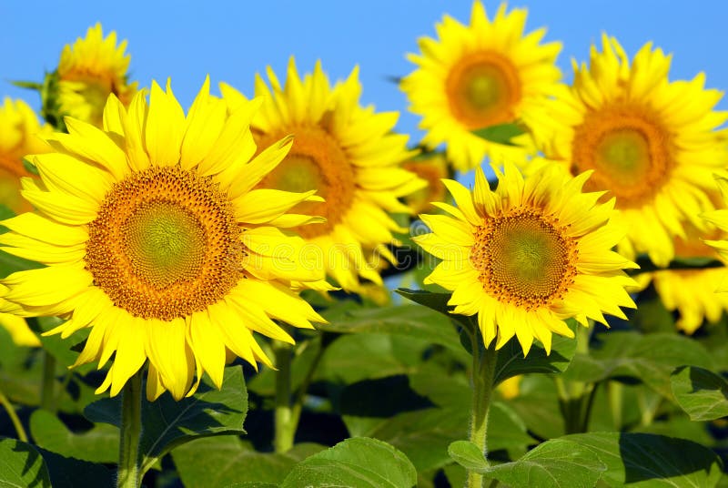 Ljus solrosyellow royaltyfri bild