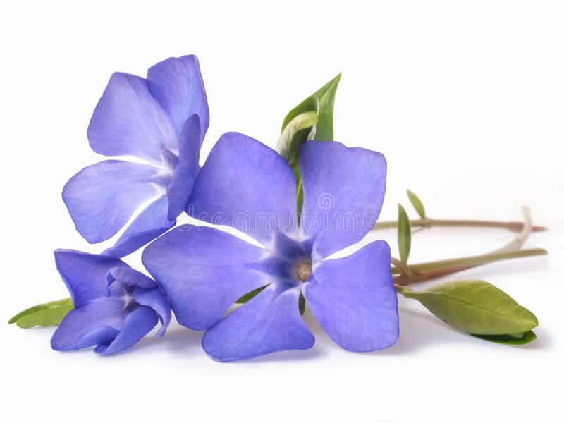 Ljus violett lös vintergrönablomma arkivbilder