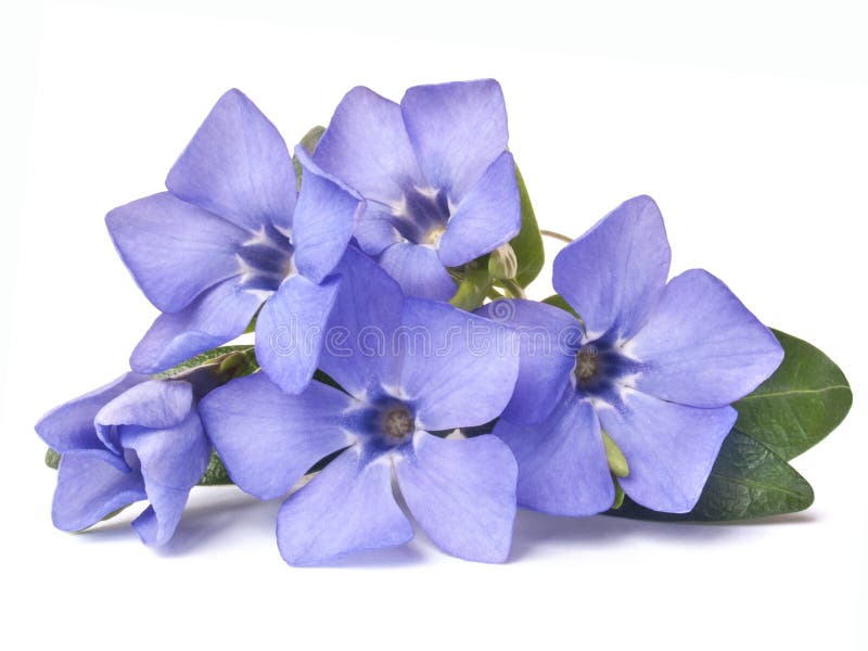 Ljus violett lös vintergrönablomma arkivbild
